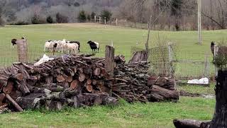 Donkey protecting sheep from dog [upl. by Hermina]