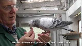 RACING PIGEONS LONG DISTANCE 02 [upl. by Erret]