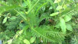 Harvesting yarrow to dry for tea natural medicine [upl. by Gary]