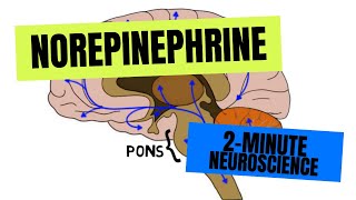 2Minute Neuroscience Norepinephrine [upl. by Weinrich]