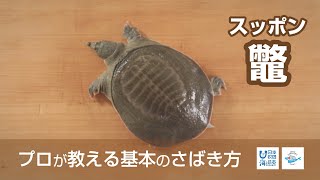 鼈（すっぽん）のさばき方  How to filet Softshelled Turtle ｜日本さばけるプロジェクト（海と日本プロジェクト） [upl. by Linder398]