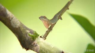 Anole Lizards Adaptations — HHMI BioInteractive Video [upl. by Arinaid362]