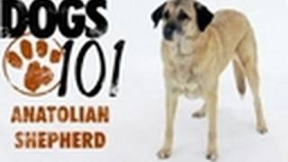 Dogs 101  Anatolian Shepherd [upl. by Aleunam314]