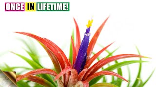 Air Plant Flowering Once in it’s Lifetime [upl. by Nehtiek]