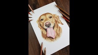 Colour Pencil Drawing  Golden Retriever Dog Drawing Pet Portrait [upl. by Ecniv]