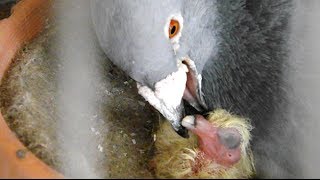 how pigeons feed a newborn pigeon [upl. by Aynnek]