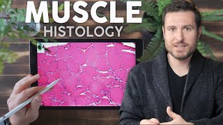 Muscle Histology Explained for Beginners  Corporis [upl. by Hayikaz684]