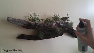 How to Water Air Plants [upl. by Odnama]