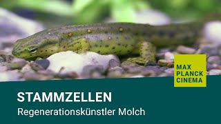 Stammzellen  Regenerationskünstler Molch [upl. by Bazluke]