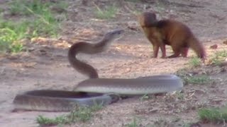 Brave Mongoose Tackles Lethal Black Mamba Snake [upl. by Anirec]