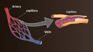 How to Do a Canine Cephalic Vein Blood Collection [upl. by Oilisab]