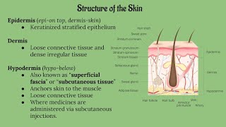 Integumentary System Lecture CHAPTER 5 [upl. by Anayik]