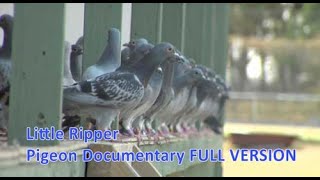 Little Ripper  Pigeon Racing Documentary [upl. by Orvil202]