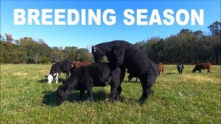 BULL TRIES TO BREED 40 HEIFERS [upl. by Towers739]