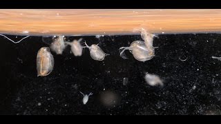 Culturing DaphniaTuesday Tip [upl. by Johannes]