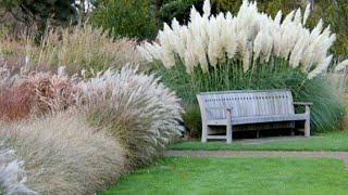 Ornamental grasses with types and varieties [upl. by Deste]