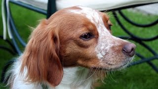 Brittany Spaniel Epagneul Breton [upl. by Casmey]