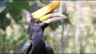 Rhinoceros Hornbill Calls [upl. by Simpkins]