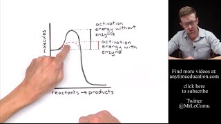 How Do Enzymes Work Activation Energy [upl. by Cheung]