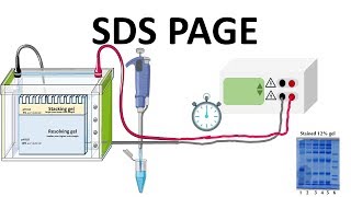 SDS PAGE  How does it works [upl. by Busiek]