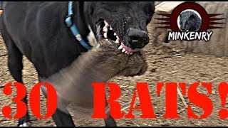 Mink and Dogs DESTROY 30 RATS [upl. by Oinolopa864]