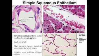 AampP I Lab  Exercise 4 Histology amp Tissues [upl. by Smiga]