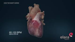 Heart in 3D Animation How the Heart Works [upl. by Ferree993]