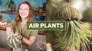 Air Plants Tillandsia 101  Care Tips amp Fun Facts [upl. by Leirud]