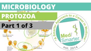 Protozoa  Microbiology  USMLE STEP 1  Part 1 of 3 [upl. by Ahsener]