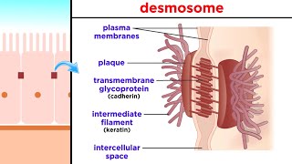 Types of Tissue Part 1 Epithelial Tissue [upl. by Esela]