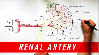 Anatomy tutorial  Renal Artery Branches [upl. by Covell]