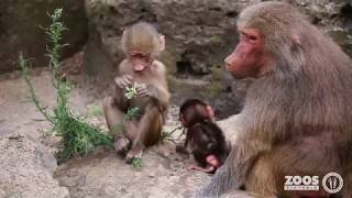 Baboon Baby Boom [upl. by Fancy]