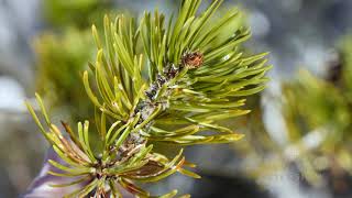 Pine Needle Scale  From the Ground Up [upl. by Ielhsa62]