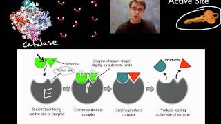 Enzymes [upl. by Necaj]