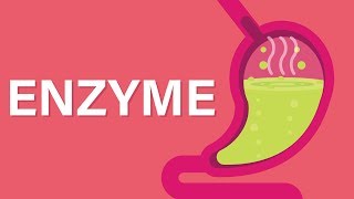 What are Enzymes [upl. by Atiekal]