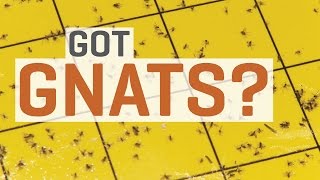 Fungus Gnats  How To Get Rid of Them [upl. by Guillema]