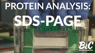 Protein Analysis SDSPAGE [upl. by Farant]