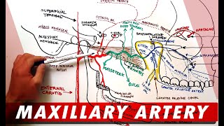 MAXILLARY ARTERY and its Branches  Anatomy Tutorial [upl. by Ina]