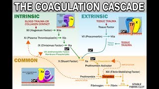 HEMOSTASISCOAGULATION CASCADE  IntrinsicExtrinsicCommon Pathways Amplification and Propagation [upl. by Teerprah614]