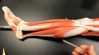 MUSCULAR SYSTEM ANATOMY Lateral leg region muscles model description Somso [upl. by Anaes]