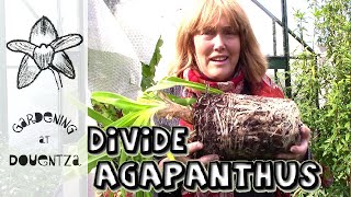 Dividing Agapanthus amp Tips for Flowering Stubborn Ones [upl. by Baudoin]