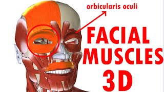 Muscles Of Facial Expression  Face Anatomy part 1 [upl. by Rocca808]