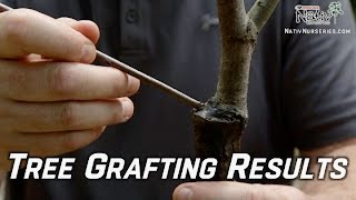 Grafting Trees  How to Graft a Tree Recap [upl. by Derina128]