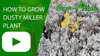 Dusty miller plant [upl. by Naihtsirc546]