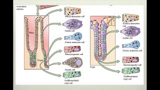 Fisiología intestinal [upl. by Amandy]