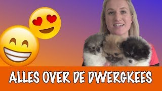 IK WIL EEN DWERGKEES  DierenpraatTV [upl. by Votaw951]