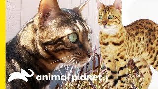 These Beautiful Bengal Cats Are Incredibly Intelligent  Cats 101 [upl. by Kristo]