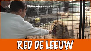 Wat doet Stichting Leeuw allemaal  DierenpraatTV [upl. by Eimat567]