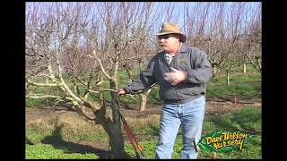 How To Graft A Fruit Tree [upl. by Lamberto]