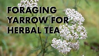 Foraging Yarrow for Herbal Tea [upl. by Adnirim]